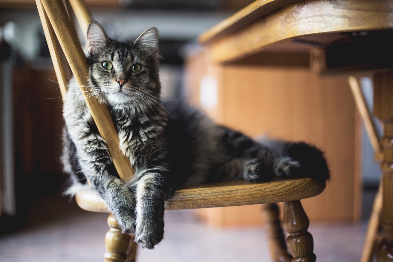 The Importance of Grooming for Active Cats